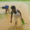 Indian rice exporters in a fix as transport costs rise, demand from Gulf drops