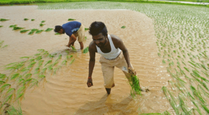 Indian rice exporters in a fix as transport costs rise, demand from Gulf drops - Muskan Overseas
