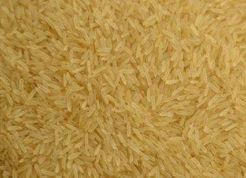 sharbati golden sella rice